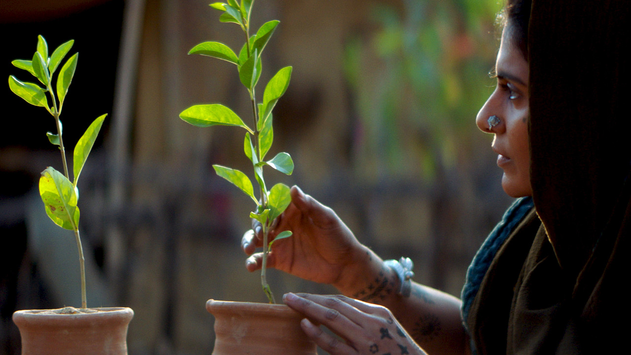 Saas, Bahu Aur Flamingo: 1×3